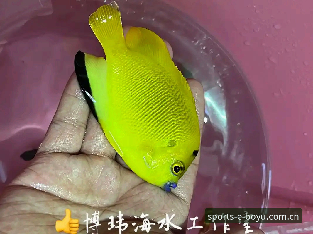 博鱼赛事官方下载操作教程 v2.4.0：从安装到投注的完整技术指南